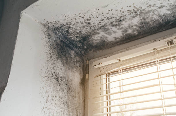 Affordable Basement Mold Remediation solutions in Richwood, NJ