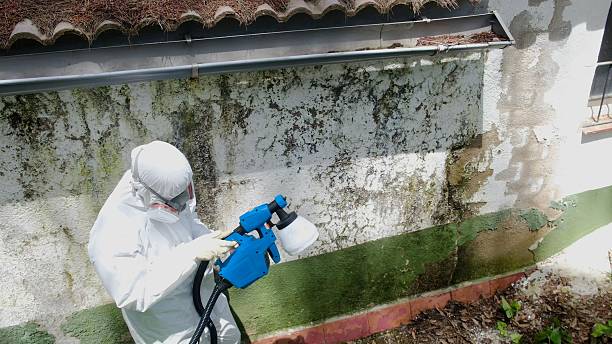 Top rated local Basement Mold Remediation specialists in Richwood, NJ